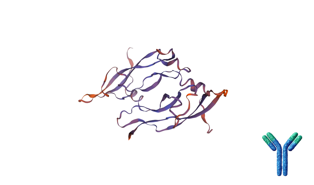 Rat Anti-Mouse PlGF, Monoclonal blocking antibody - 100 ug