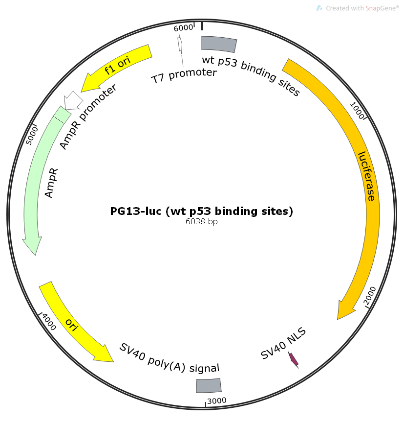 PG13-luc-CMV-puro (wt p53 binding sites), 2 ug