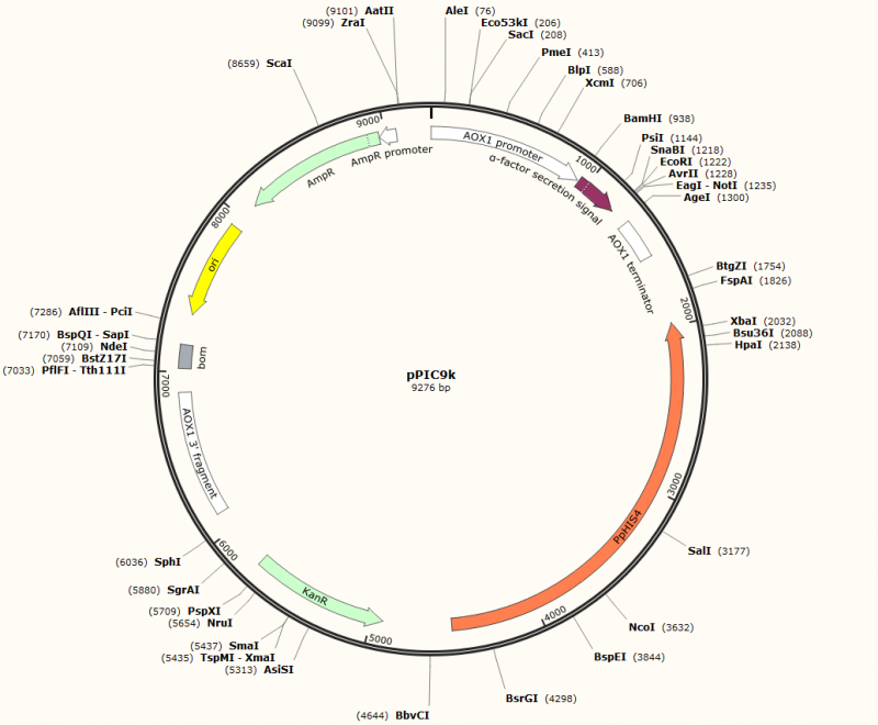 PVT4003 - pPIC9K Plasmid - 2 µg