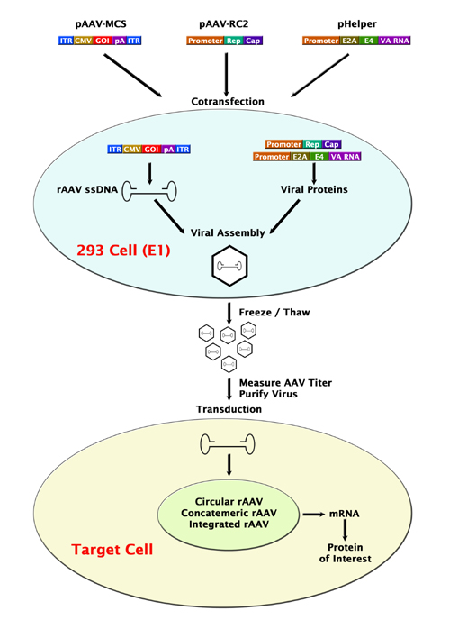 AAV-2 Helper Free Promoterless Expression System - 1 kit