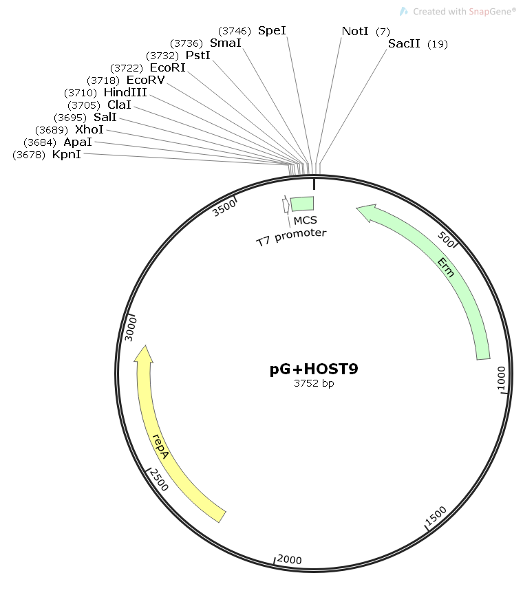 PG+HOST9 - 2 µg