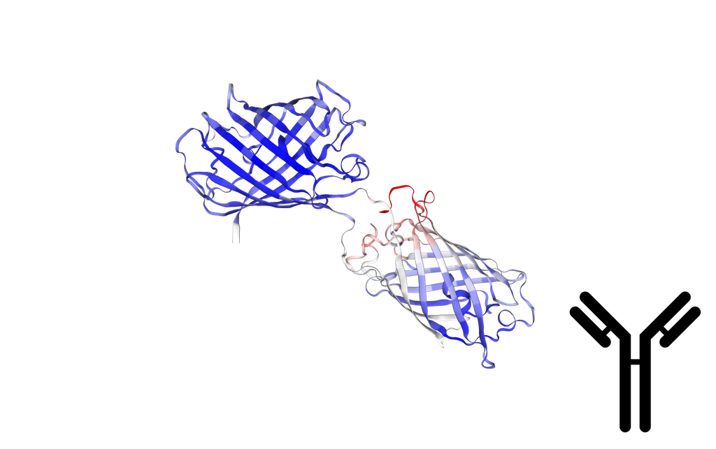 Anti-RFP Polyclonal Antibody - 300 ug