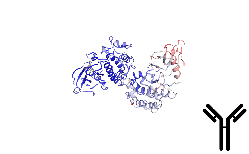 C SRC kinase (CSK) Antibody - 100 uL