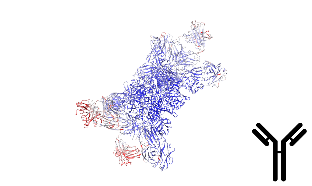 Microfibril-associated glycoprotein 4 (MFAP4) Antibody - 100 ug