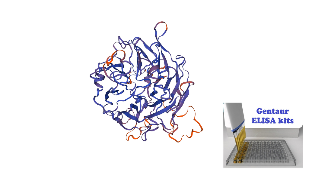 Human SELENBP1(Selenium Binding Protein 1) ELISA Kit - 96 wells plate