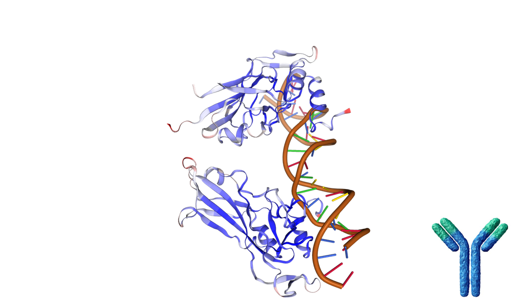 Human, Mouse, Rat TBX1 Polyclonal Antibody - 100 ul (1ug/ul)