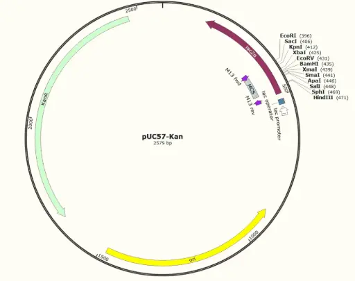 [0820-PVT0007] pUC57-Kan plasmid - 2 ug